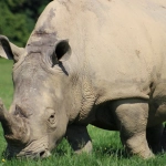 Great Rhino Deluxe слот игра - обзор и анализ игрового автомата