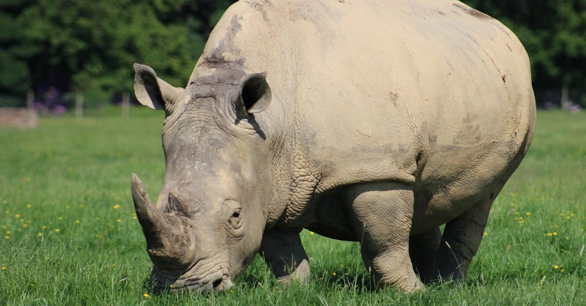 Great Rhino Deluxe слот игра - обзор и анализ игрового автомата